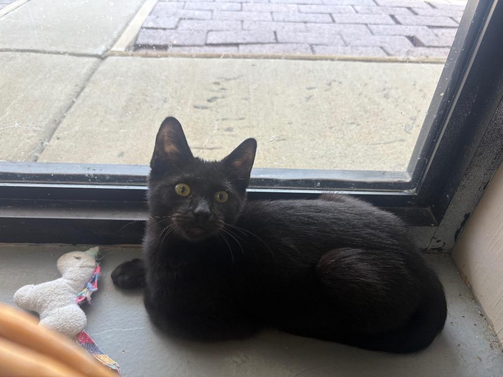 Gracen, Adoptable, Young Male Domestic Short Hair.