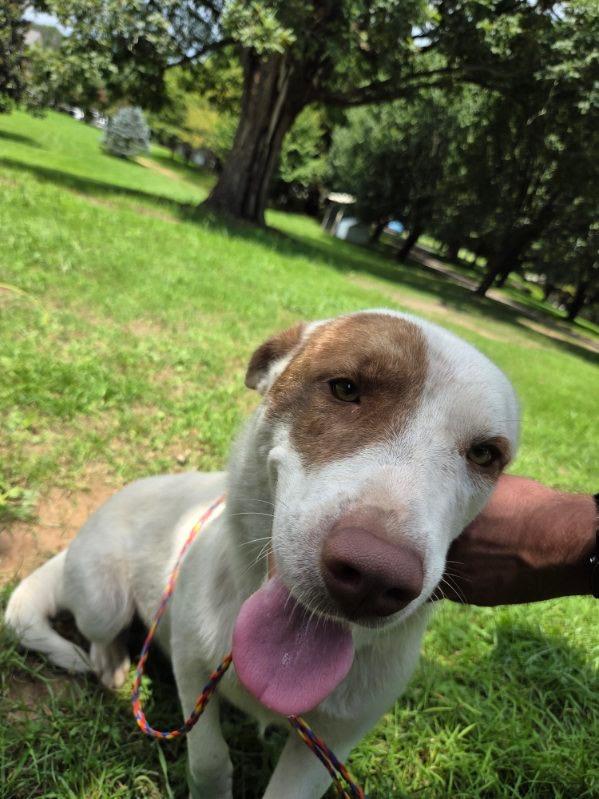 Enlarge Annie Oakley, a Adoptable mixed breed in Manhasset, NY image 5/6