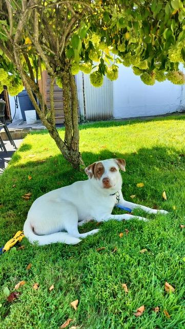 Enlarge Annie Oakley, a Adoptable mixed breed in Manhasset, NY image 1/6