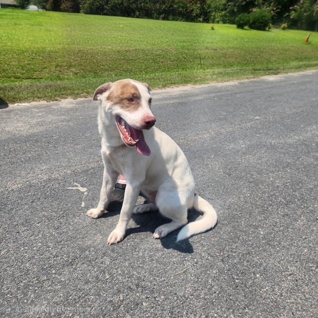 Enlarge Annie Oakley, a Adoptable mixed breed in Manhasset, NY image 4/6
