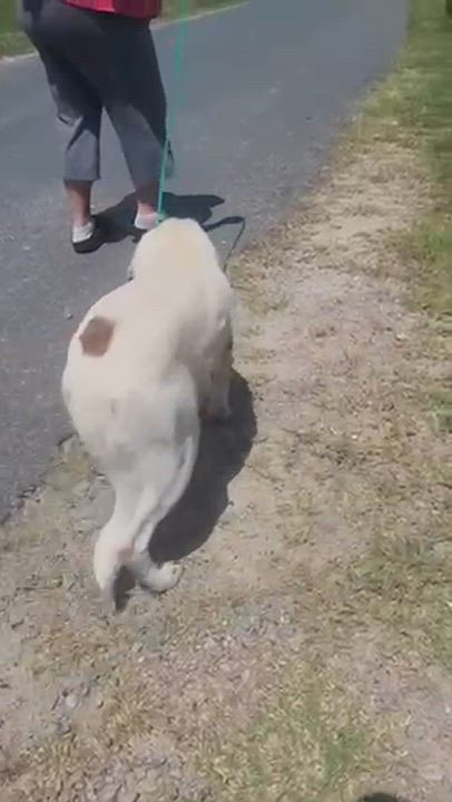 Enlarge Annie Oakley, a Adoptable mixed breed in Manhasset, NY video 6/6