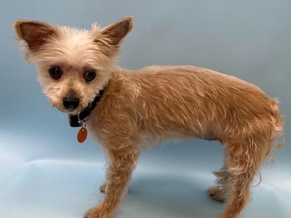 Enlarge Snickers, a Adoptable mixed breed in Woodbury, MN image 1/1