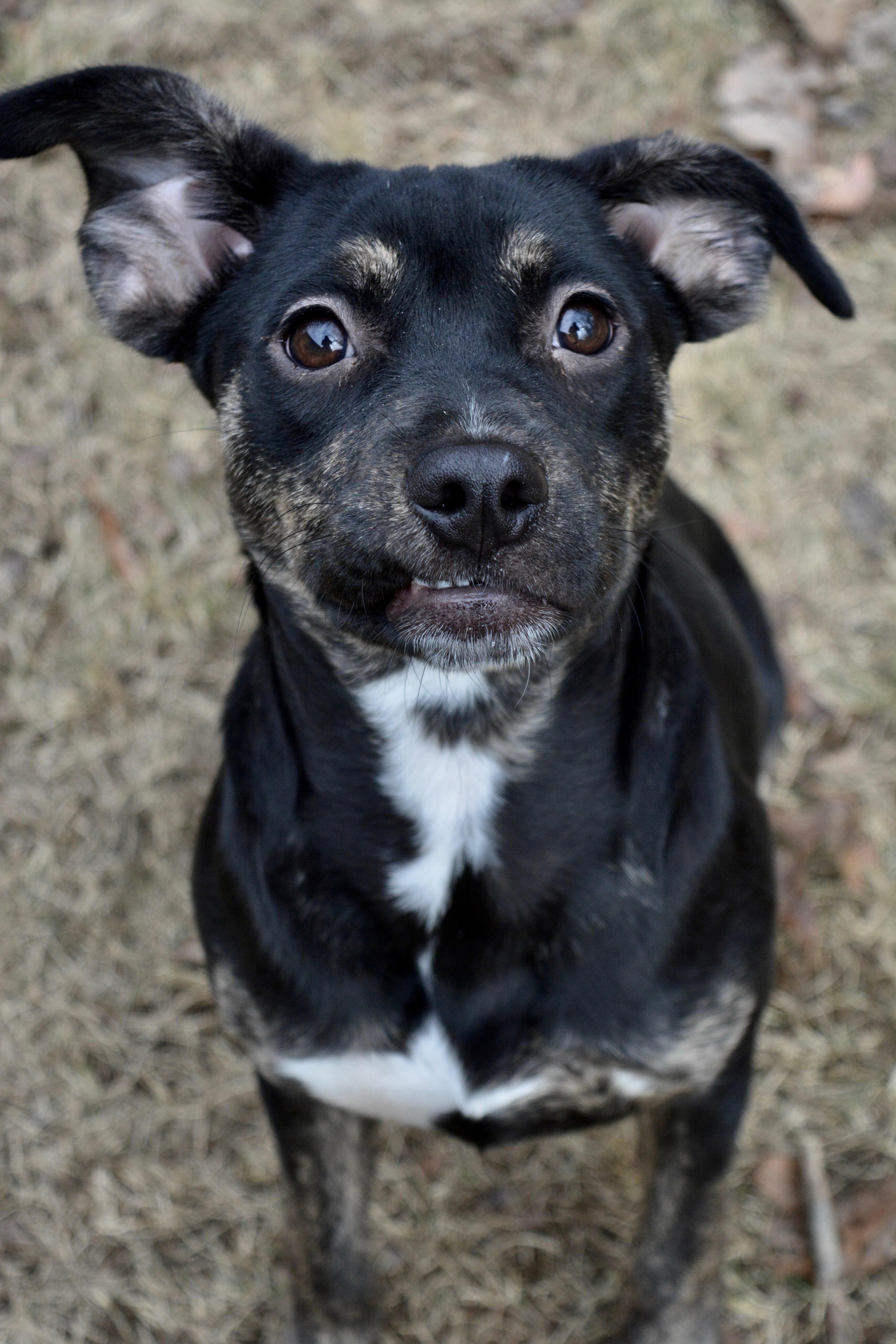 Rue, a Adoptable Mixed Breed in Johnston, RI image 4/5