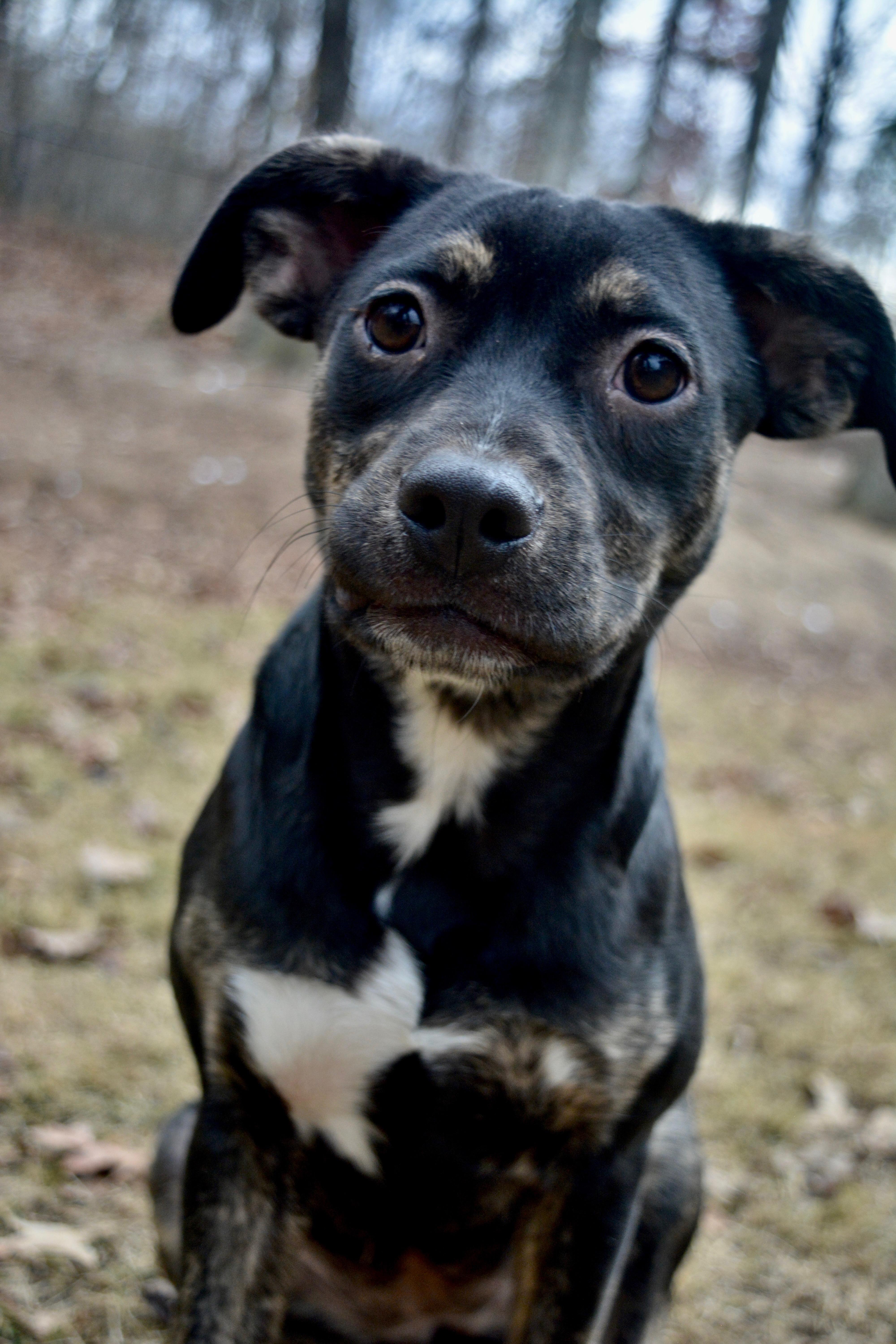 Rue, a Adoptable Mixed Breed in Johnston, RI image 5/5