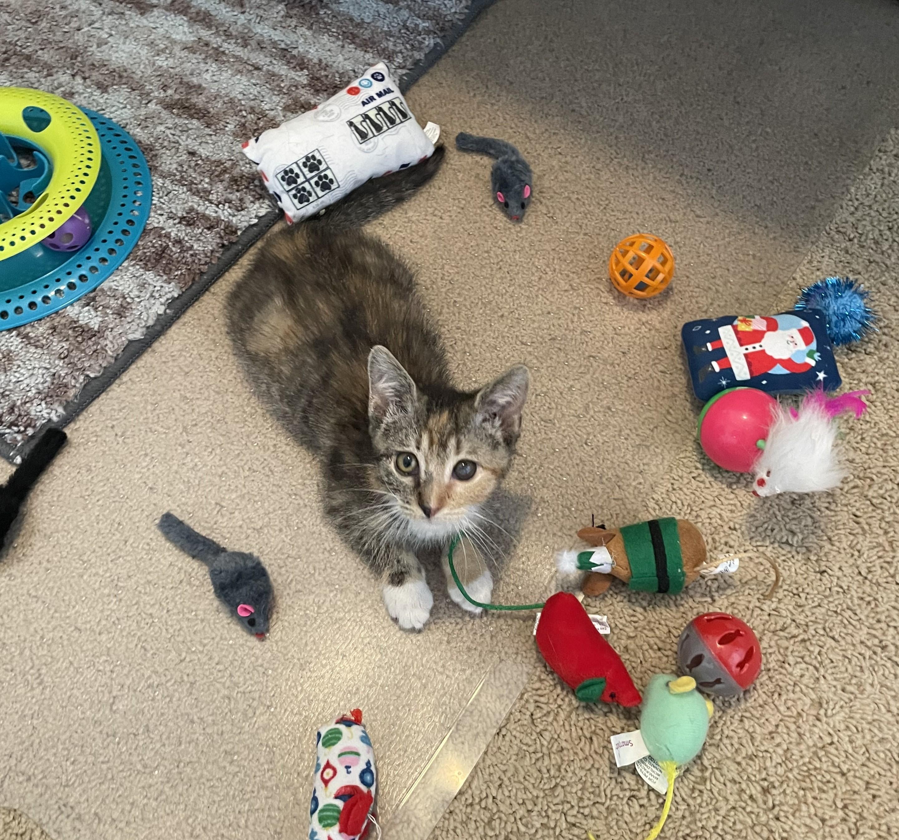Gidget, an adopted Domestic Short Hair in Denver, CO image 3/6