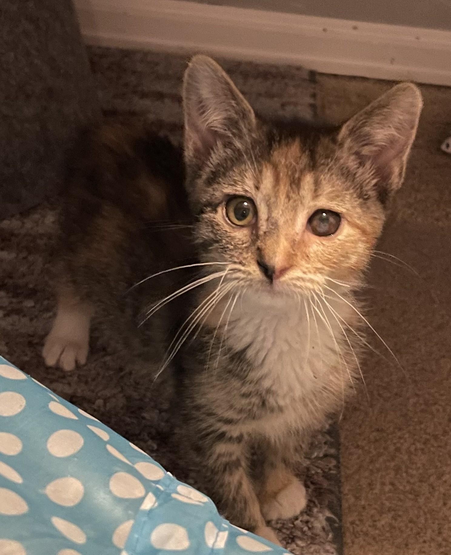 Gidget, an adopted Domestic Short Hair in Denver, CO image 6/6