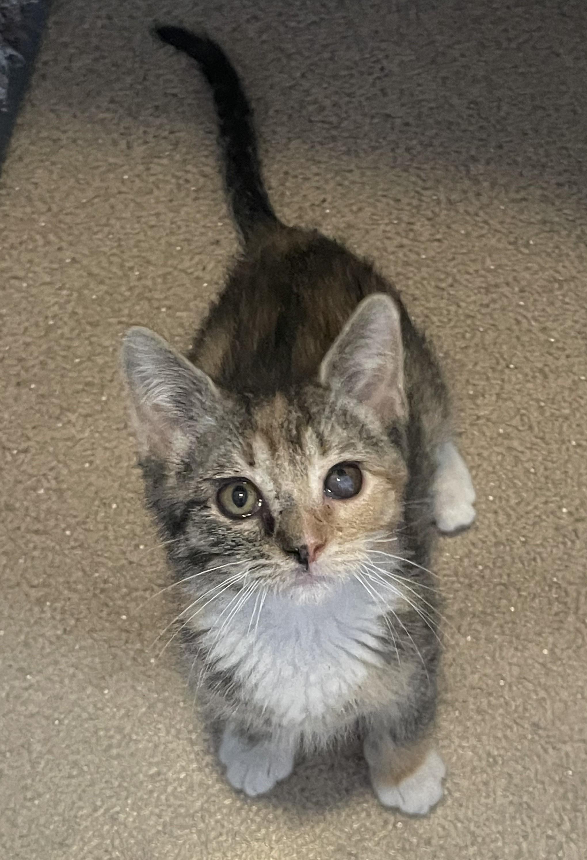 Gidget, an adopted Domestic Short Hair in Denver, CO image 5/6