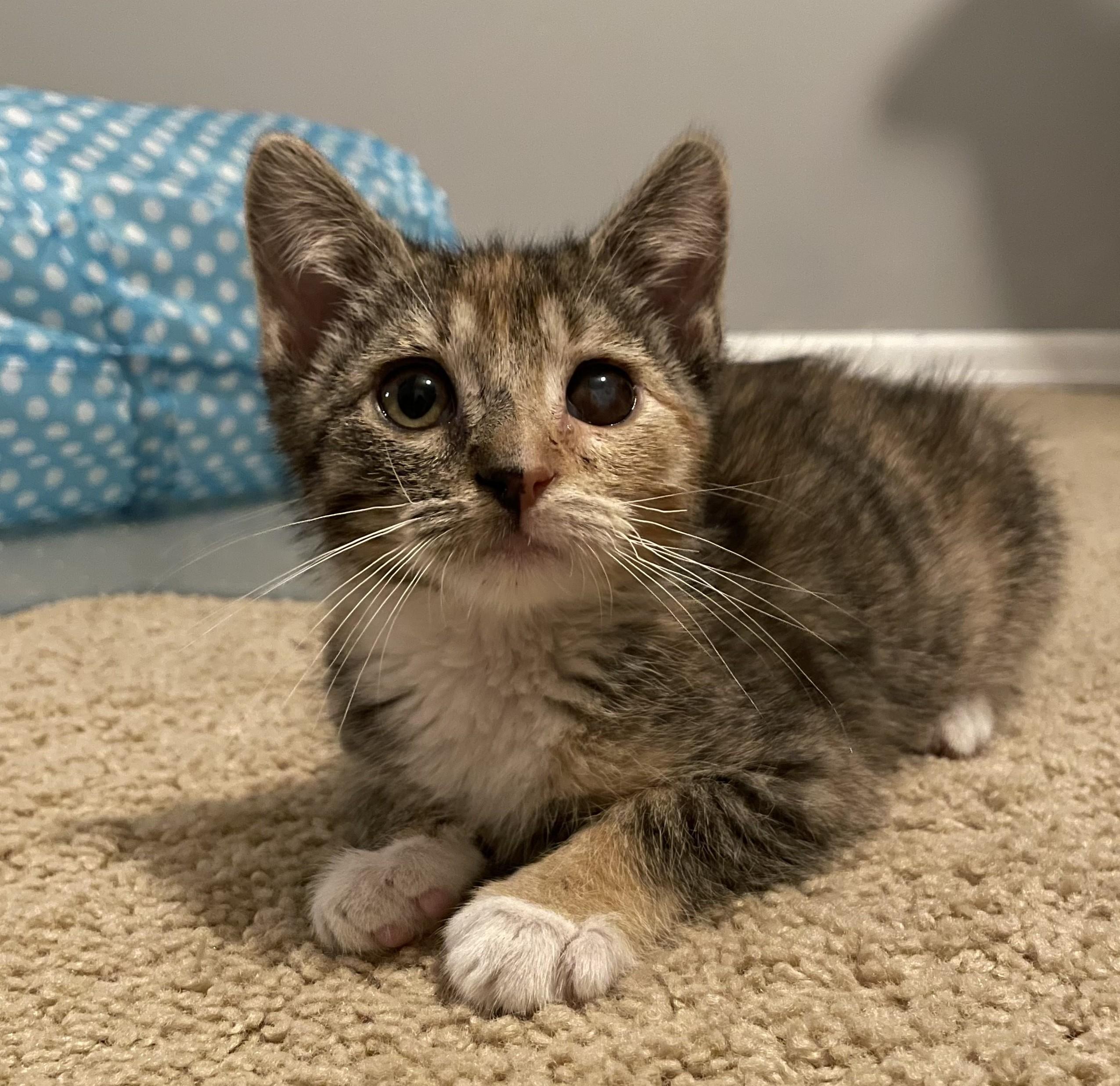 Gidget, adopted, Young Female Domestic Short Hair.