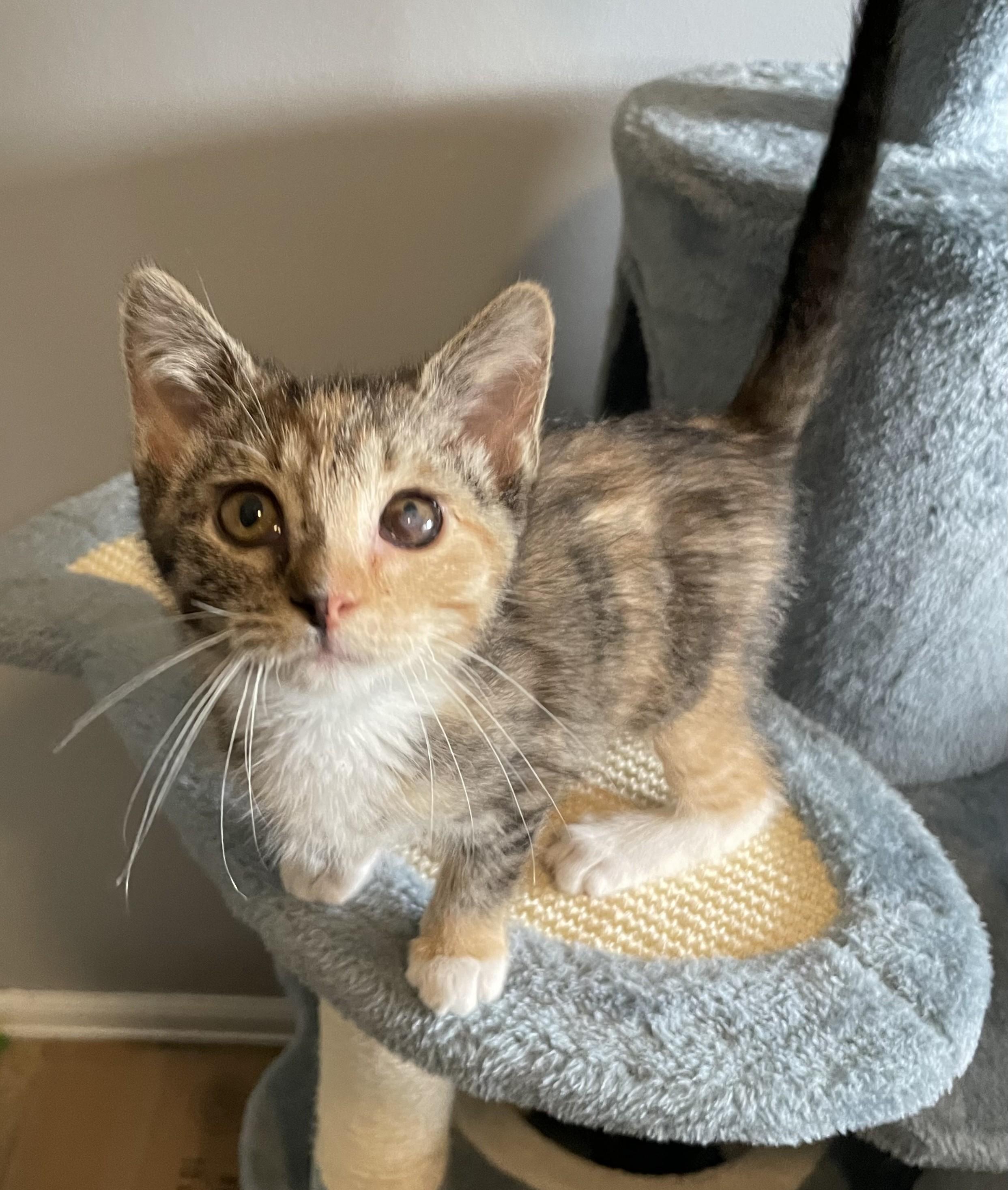 Gidget, an adopted Domestic Short Hair in Denver, CO image 4/6