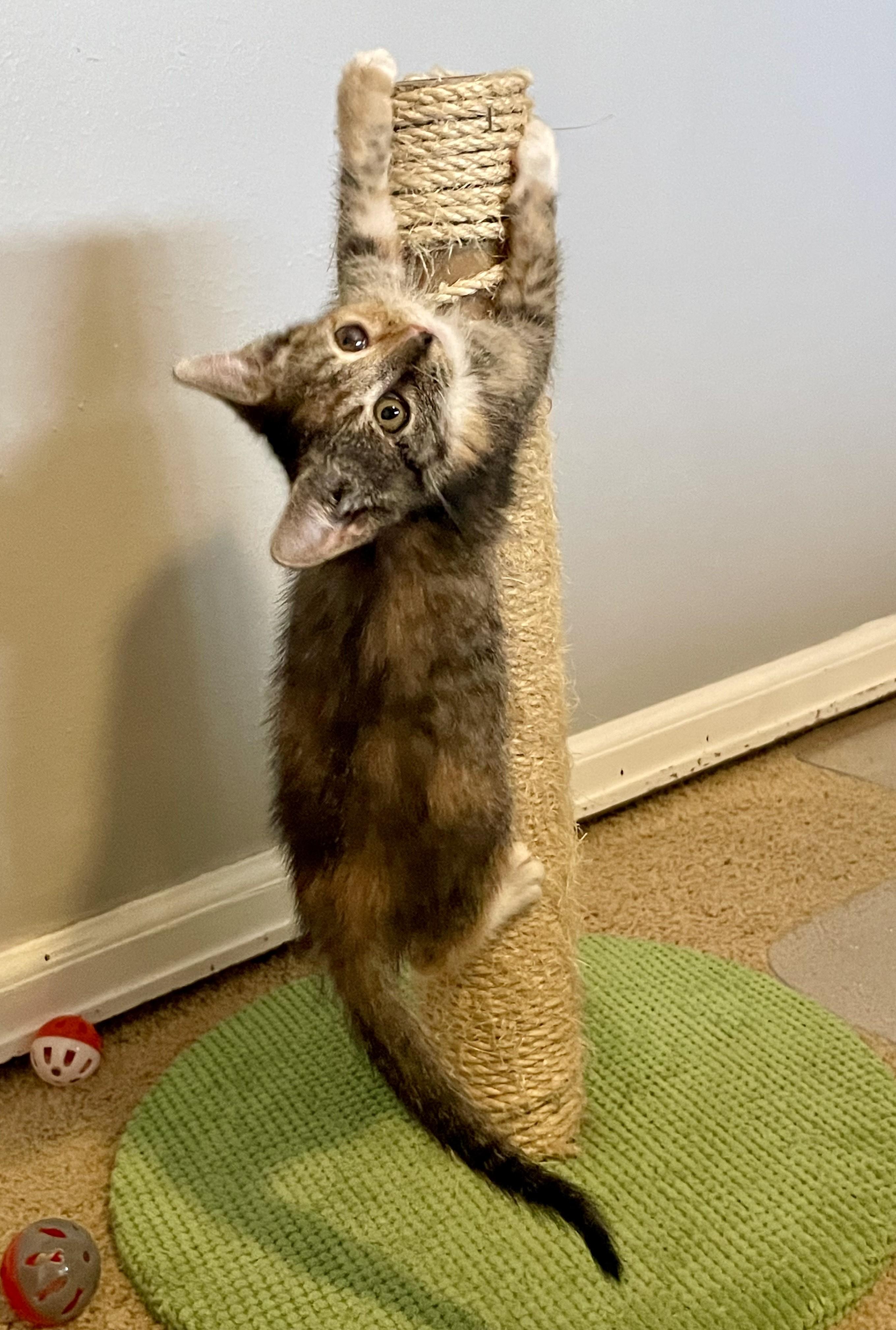 Gidget, an adopted Domestic Short Hair in Denver, CO image 2/6