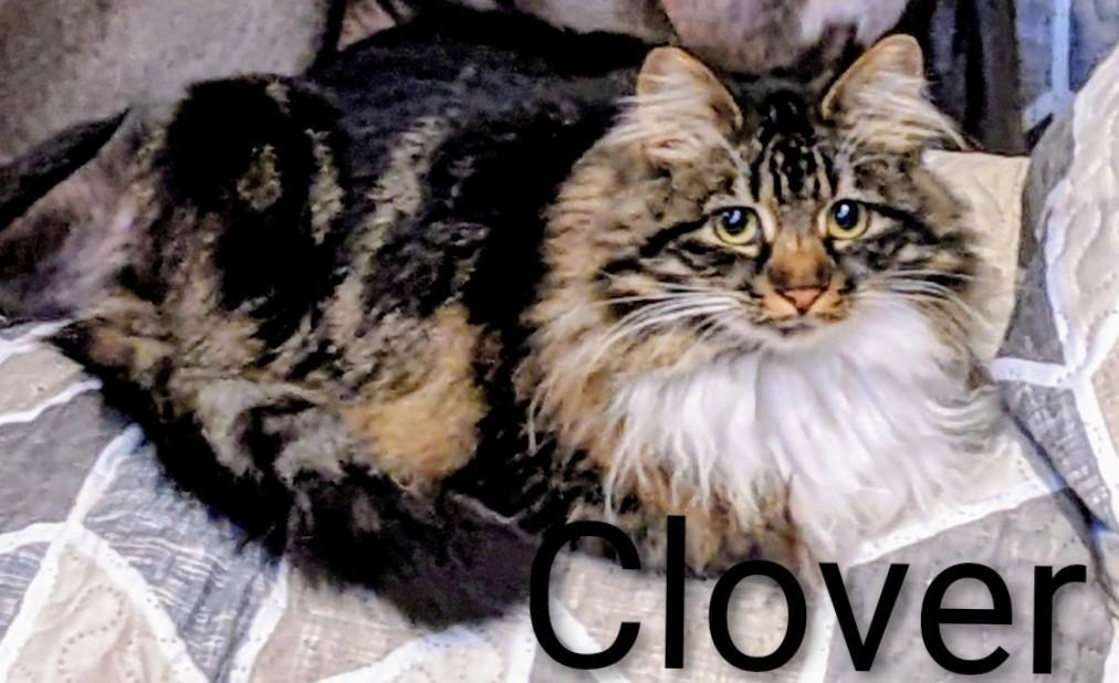Enlarge Clover, a ADOPTABLE Domestic Long Hair in Binghamton, NY image 1/4