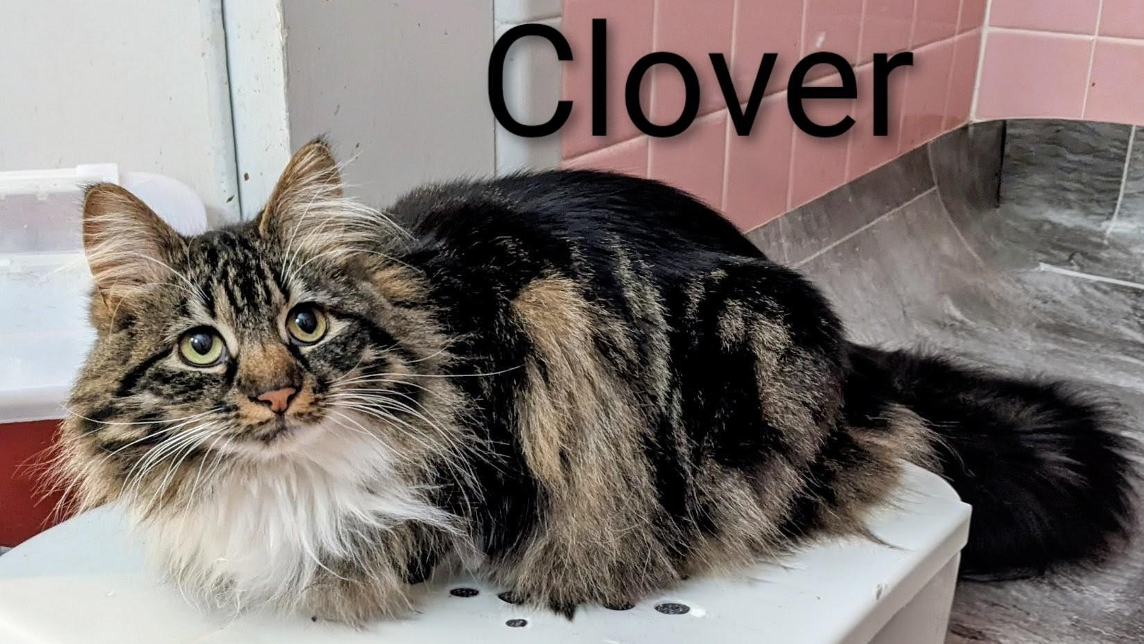 Enlarge Clover, a ADOPTABLE Domestic Long Hair in Binghamton, NY image 3/4