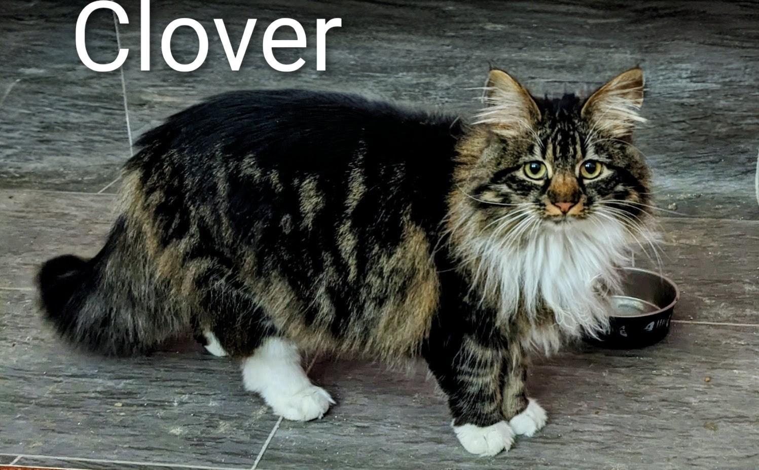 Enlarge Clover, a ADOPTABLE Domestic Long Hair in Binghamton, NY image 2/4