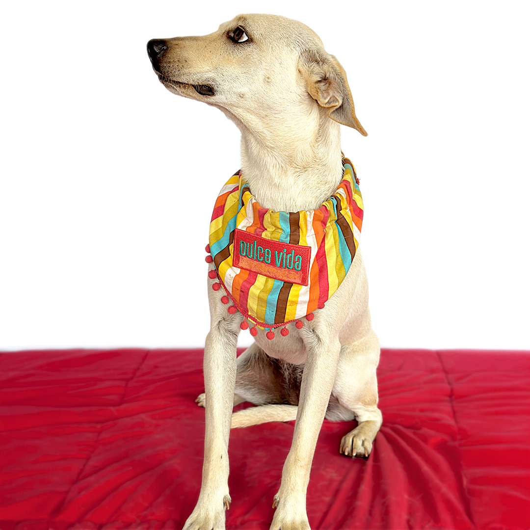 AMELIE, Adopted, Adult Female Whippet & Labrador Retriever.