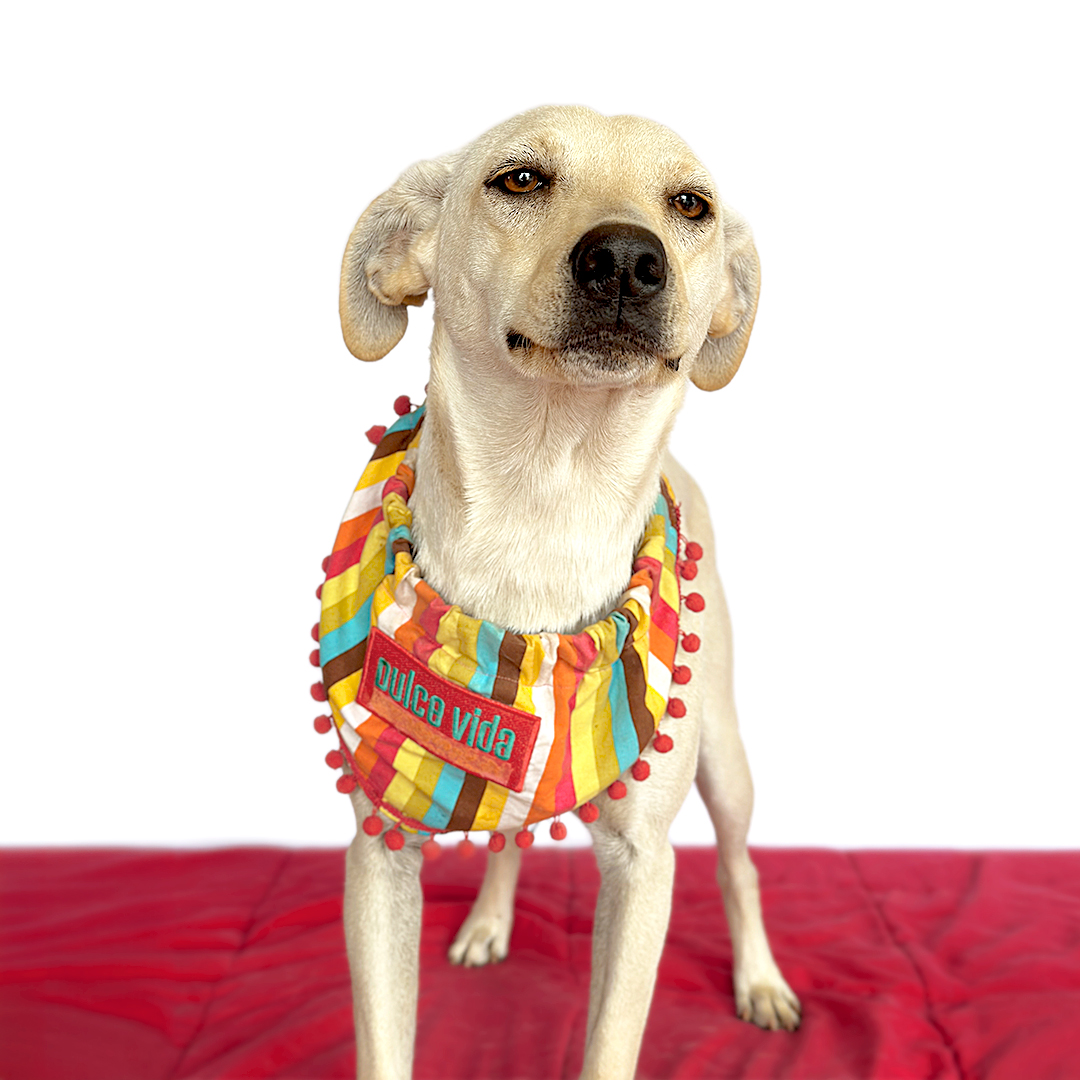 Enlarge AMELIE, a Adopted mixed breed in San Diego, CA image 4/4