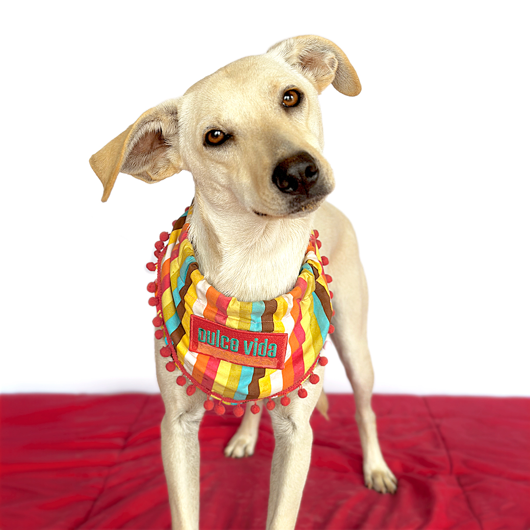 AMELIE, Adopted, Adult Female Whippet & Labrador Retriever.