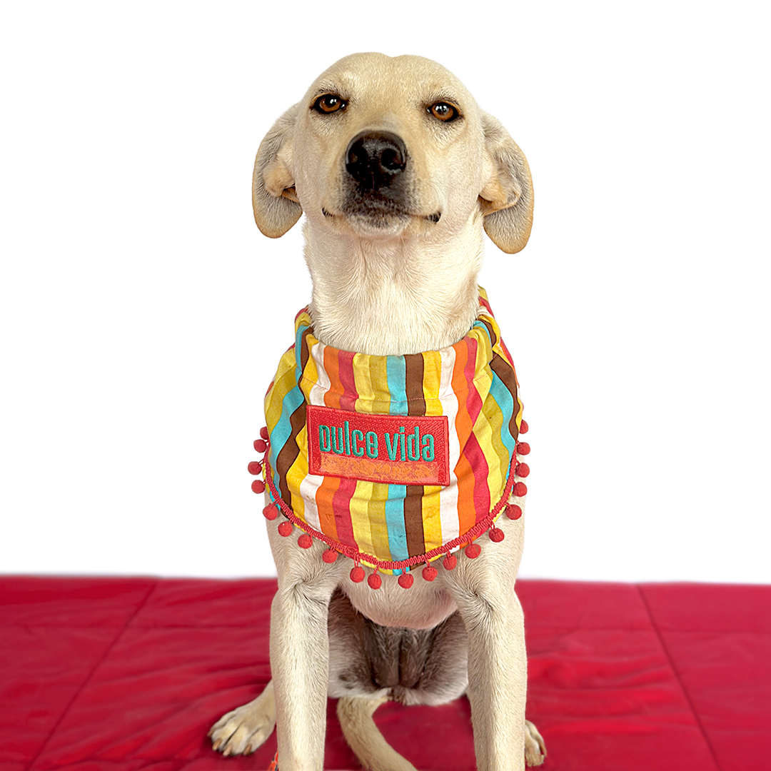 Enlarge AMELIE, a Adopted mixed breed in San Diego, CA image 2/4