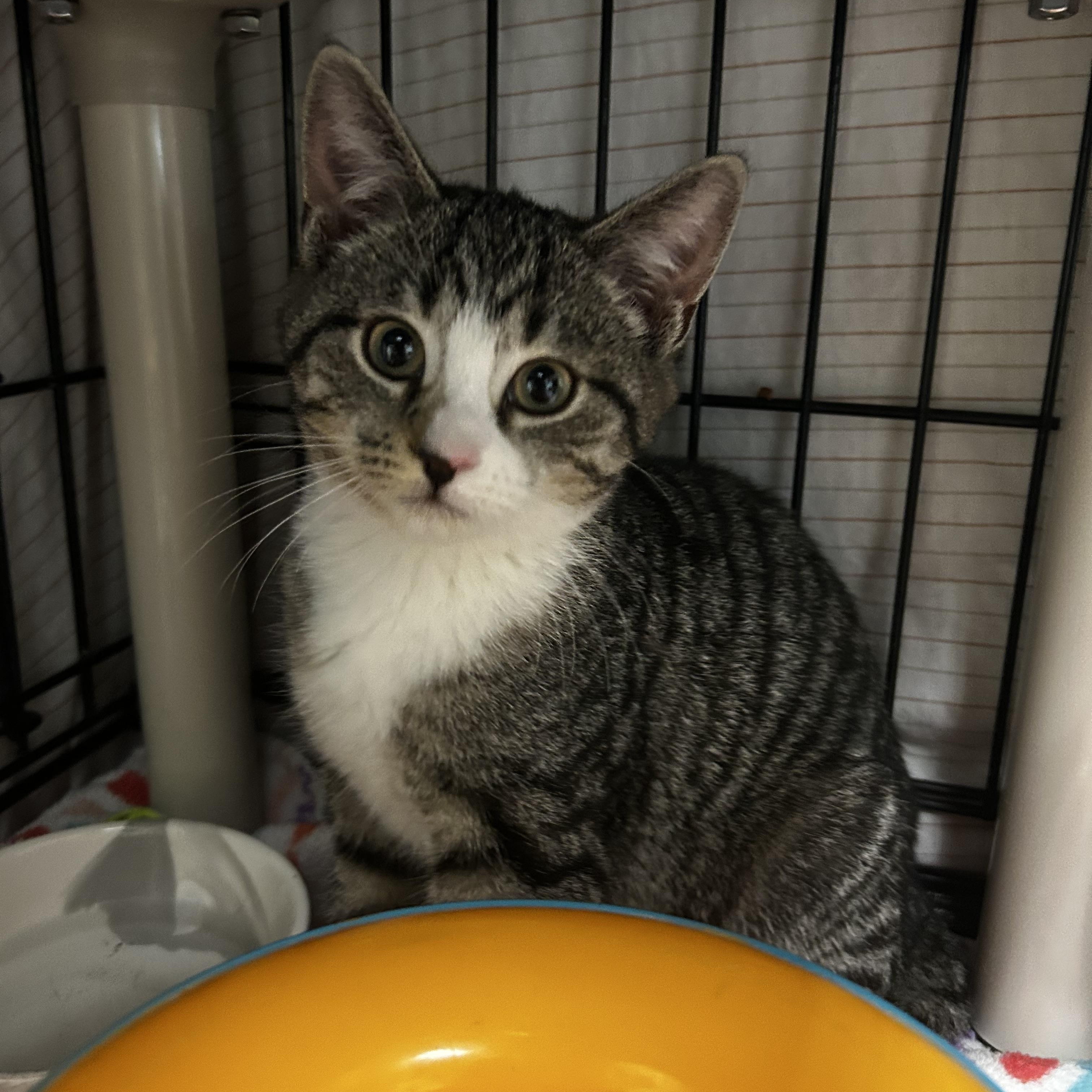 Pip Squeak, a Adoptable Domestic Short Hair in Cape May, NJ image 1/2