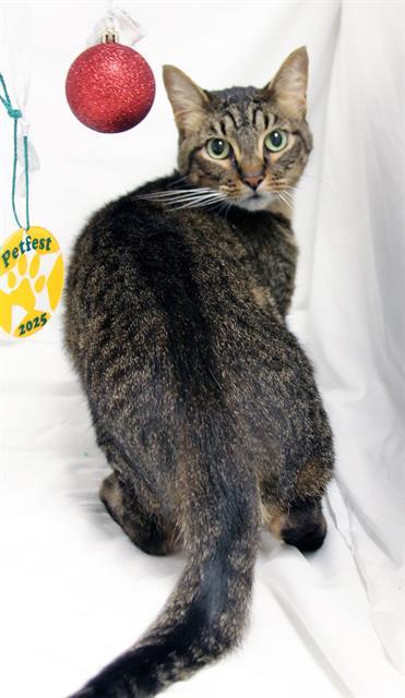 TOMMY, Adoptable, Adult Male Domestic Short Hair.