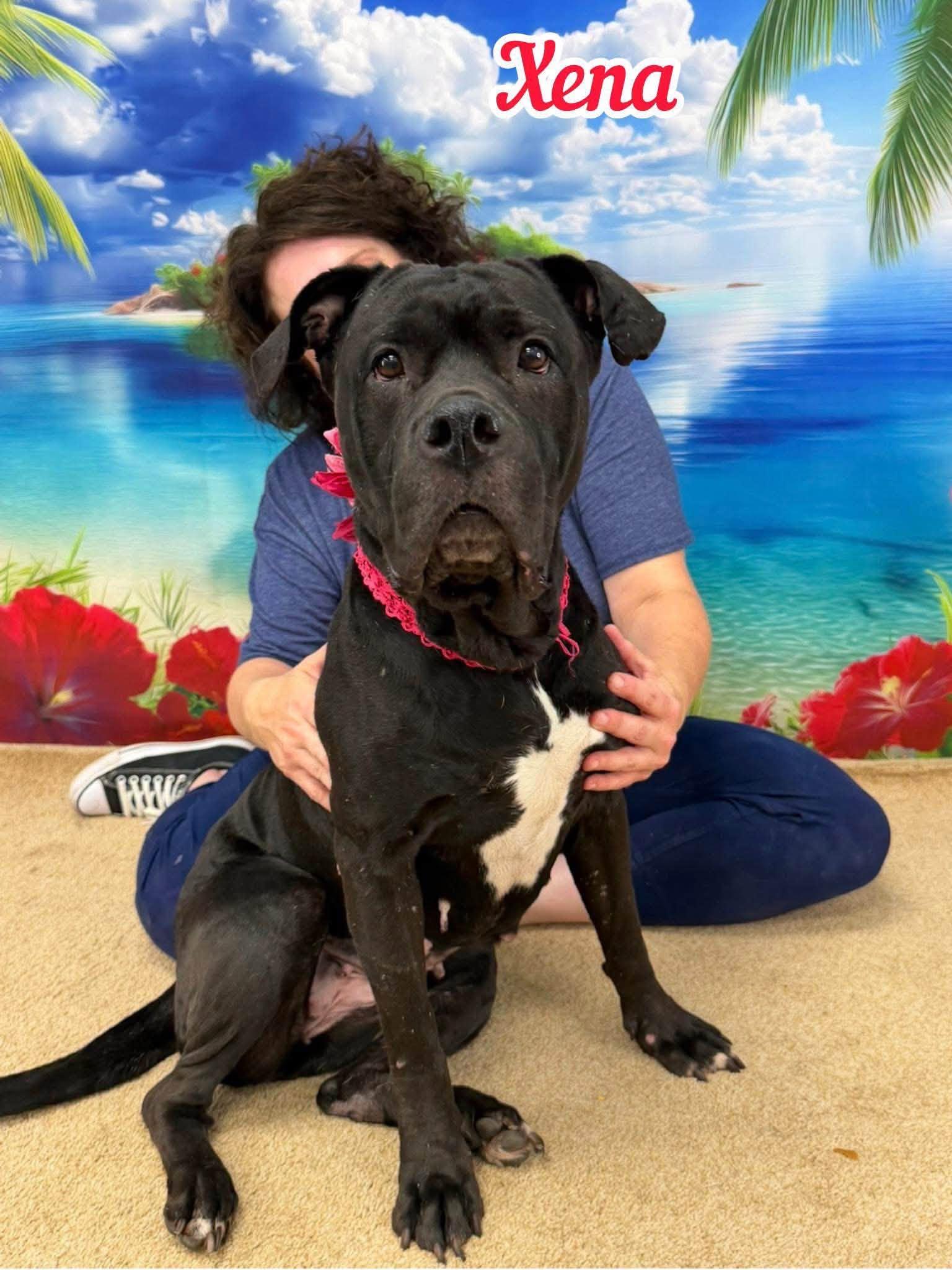 Xena, ADOPTABLE, Adult Female Mixed Breed.