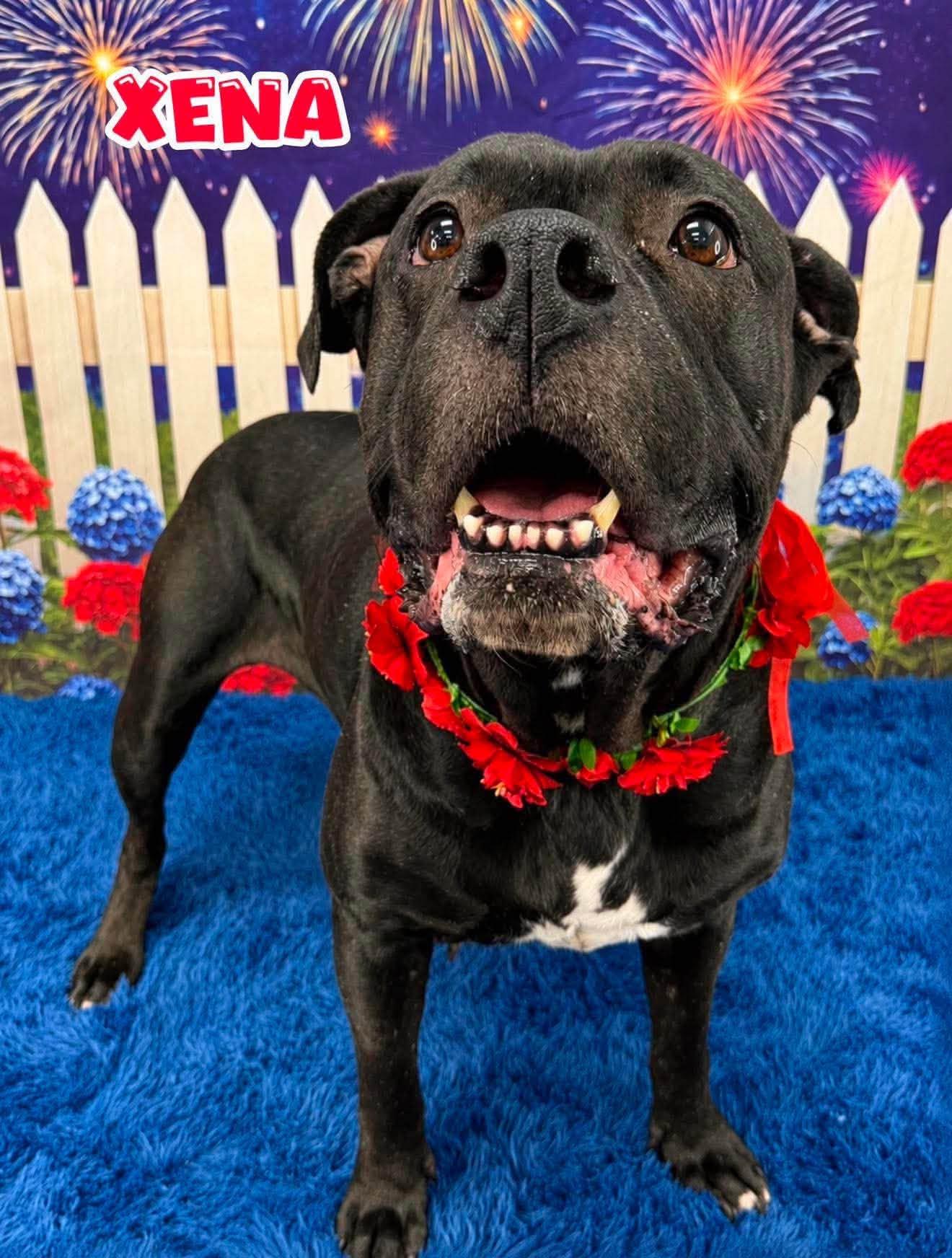 Xena, a ADOPTABLE Mixed Breed in Flint, MI image 2/2