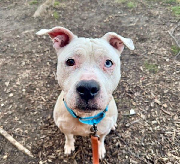 Willow, Adoptable, Senior Female Pit Bull Terrier & Boxer.