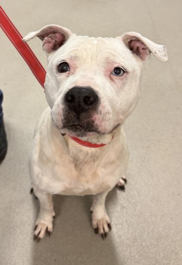 Willow, a Adoptable mixed breed in Millersville, MD image 2/4