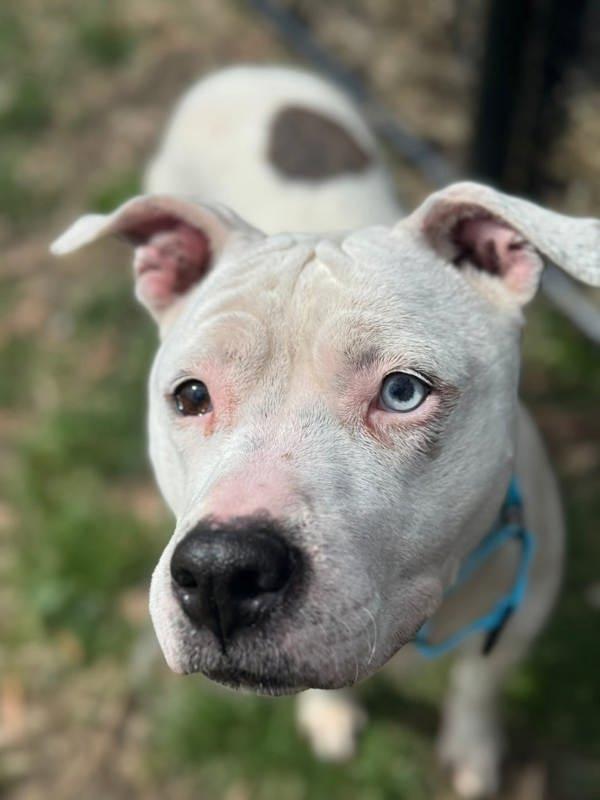 Willow, a Adoptable mixed breed in Millersville, MD image 3/4