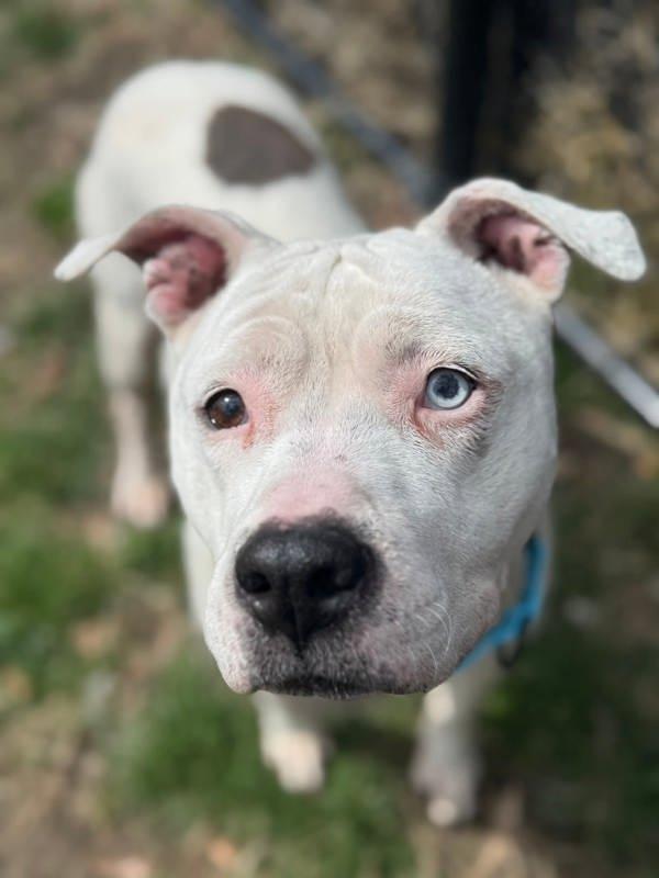 Willow, a Adoptable mixed breed in Millersville, MD image 4/4