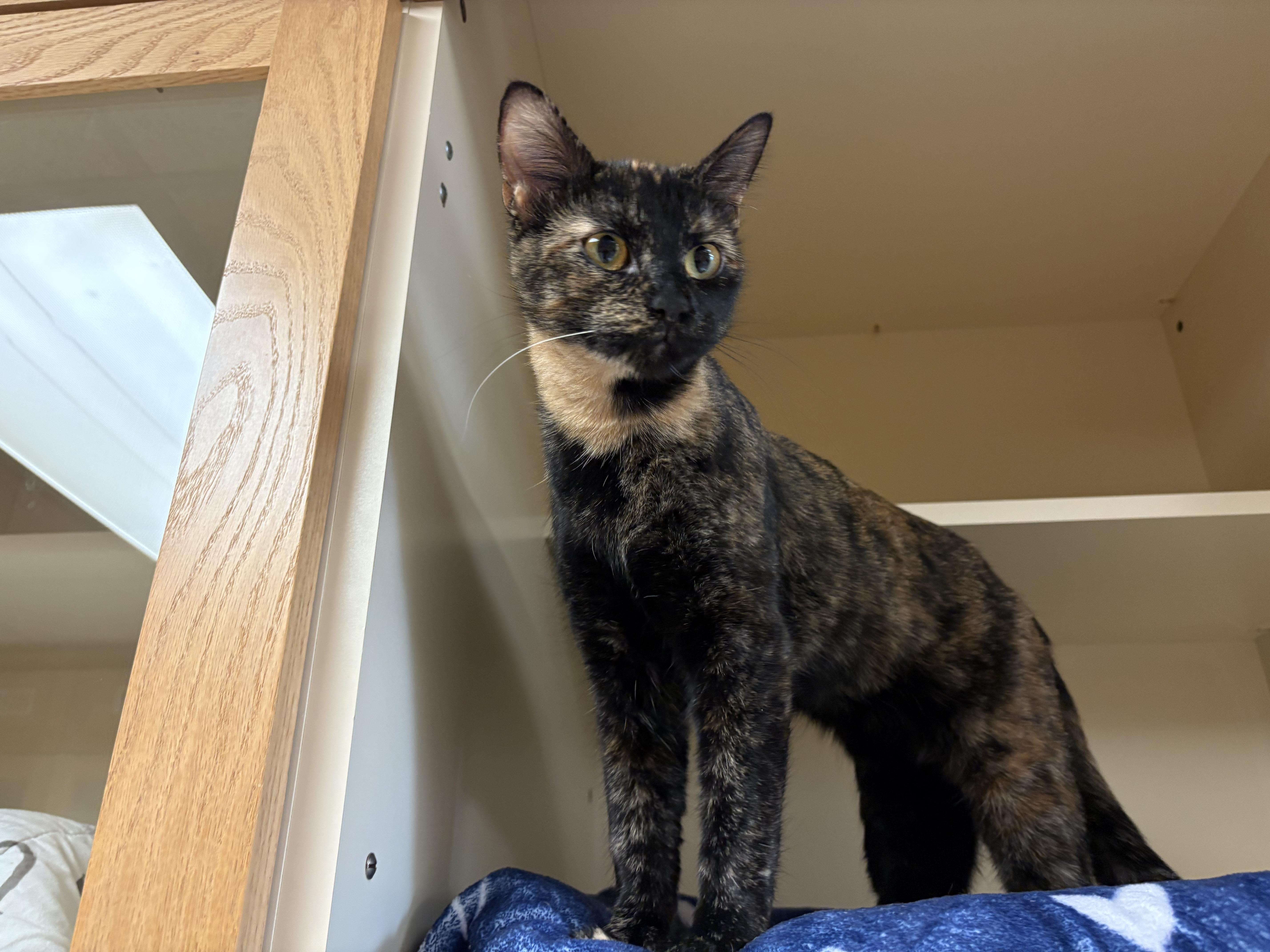 Enlarge Seashell, a ADOPTABLE mixed breed in Hays, KS image 1/6