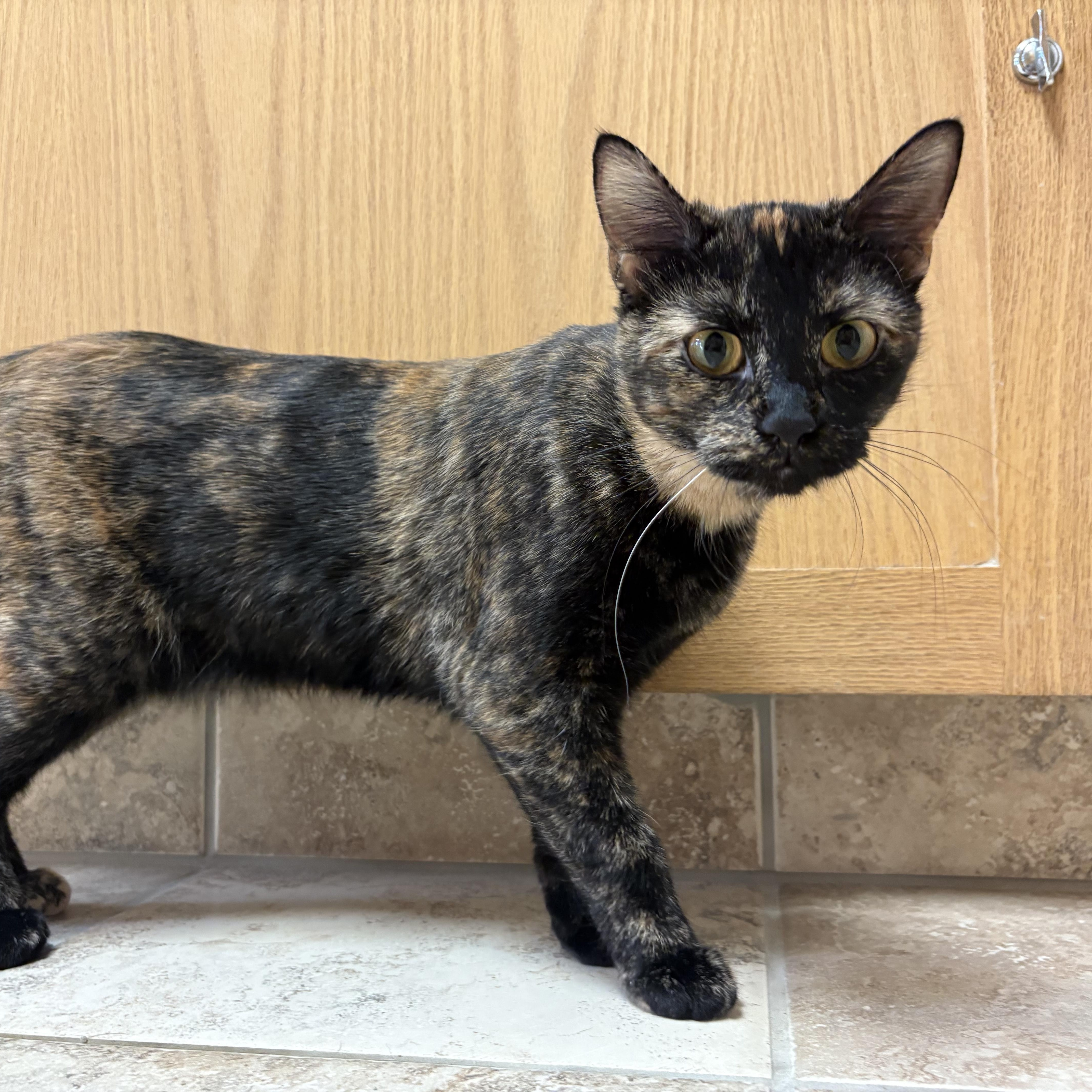 Enlarge Seashell, a ADOPTABLE mixed breed in Hays, KS image 2/6