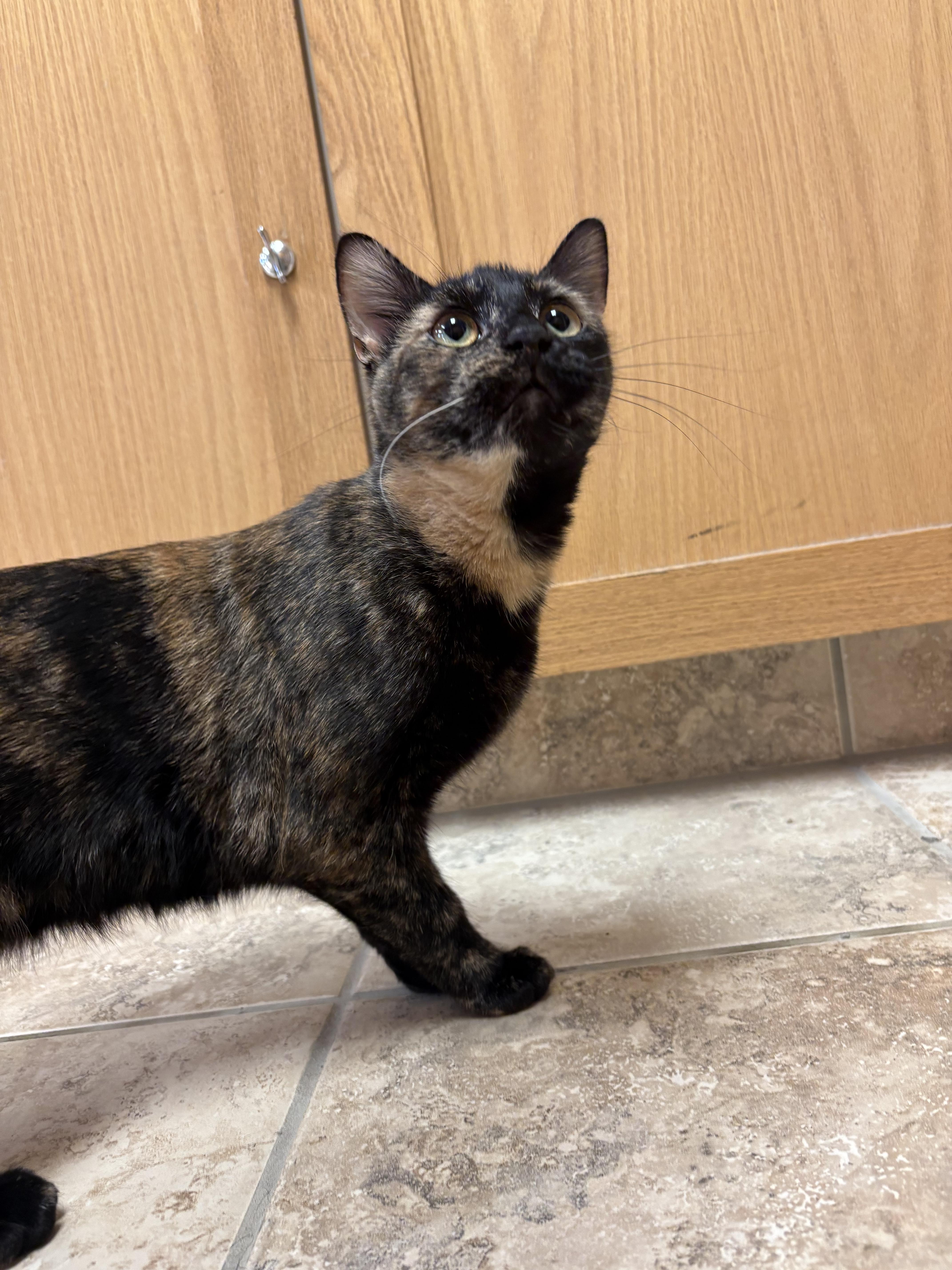 Enlarge Seashell, a ADOPTABLE mixed breed in Hays, KS image 6/6