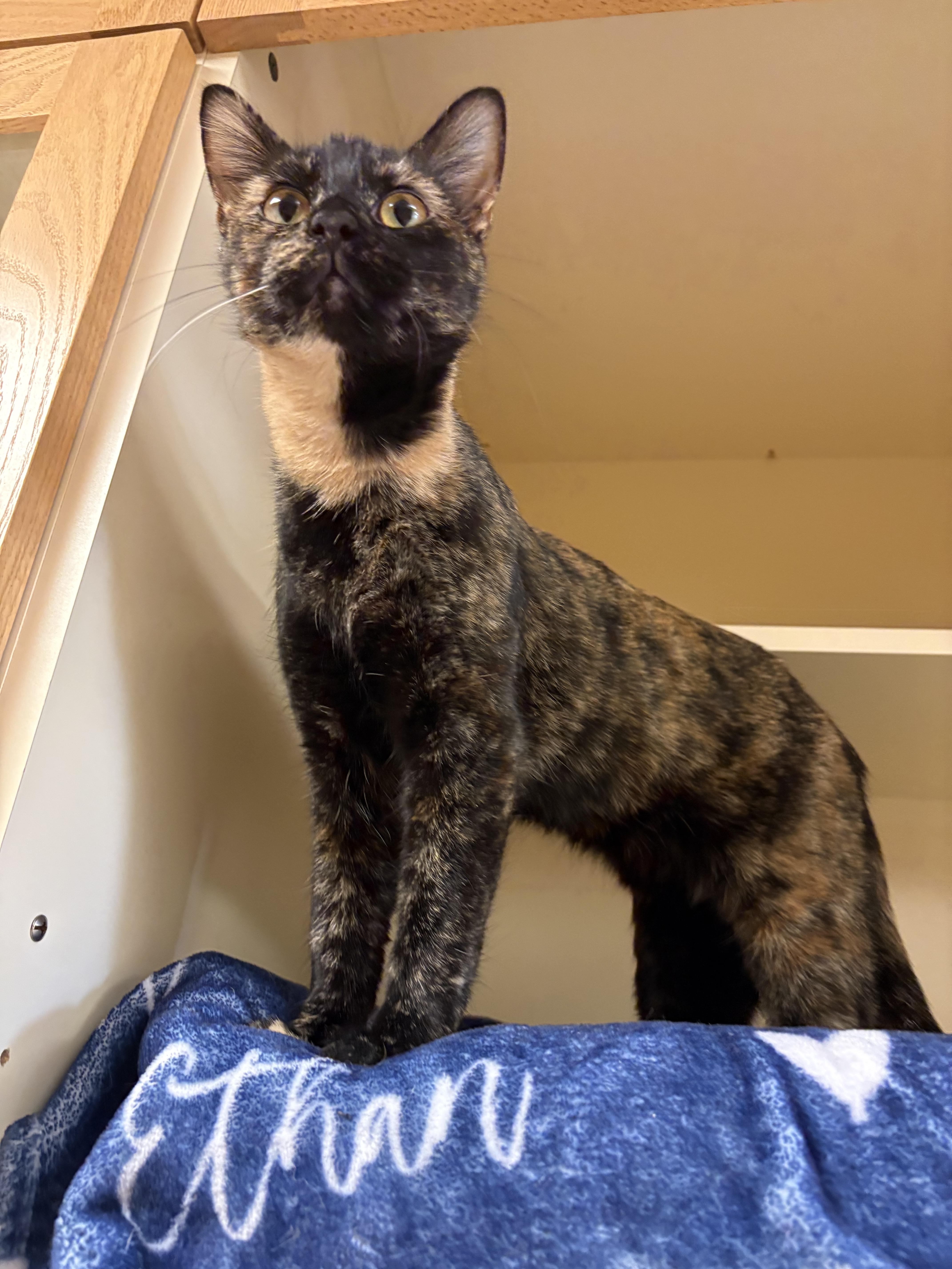 Enlarge Seashell, a ADOPTABLE mixed breed in Hays, KS image 5/6