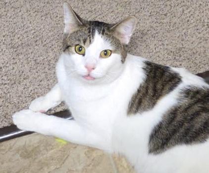 THOMAS, Adoptable, Adult Male Domestic Short Hair.