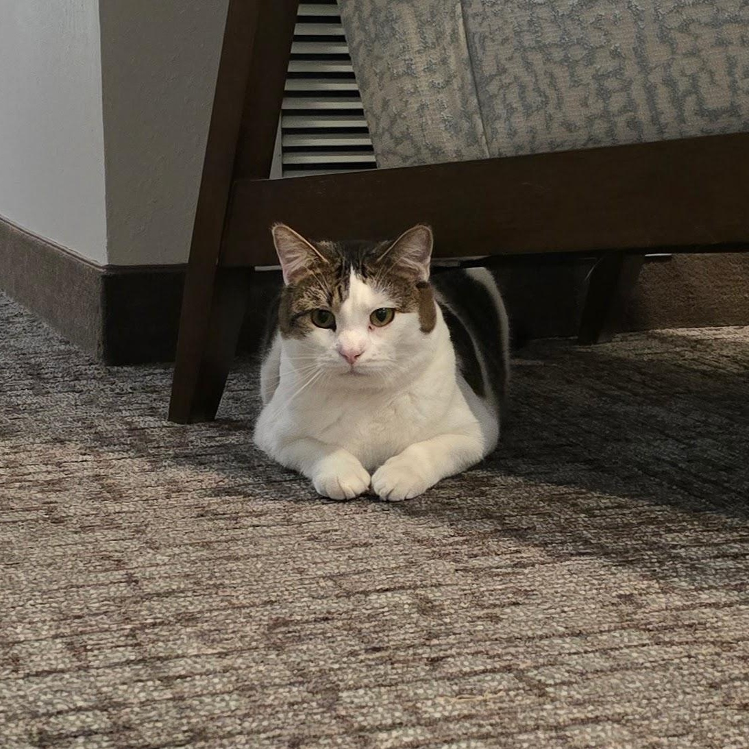 THOMAS, a Adoptable Domestic Short Hair in Lake City, MN image 6/6