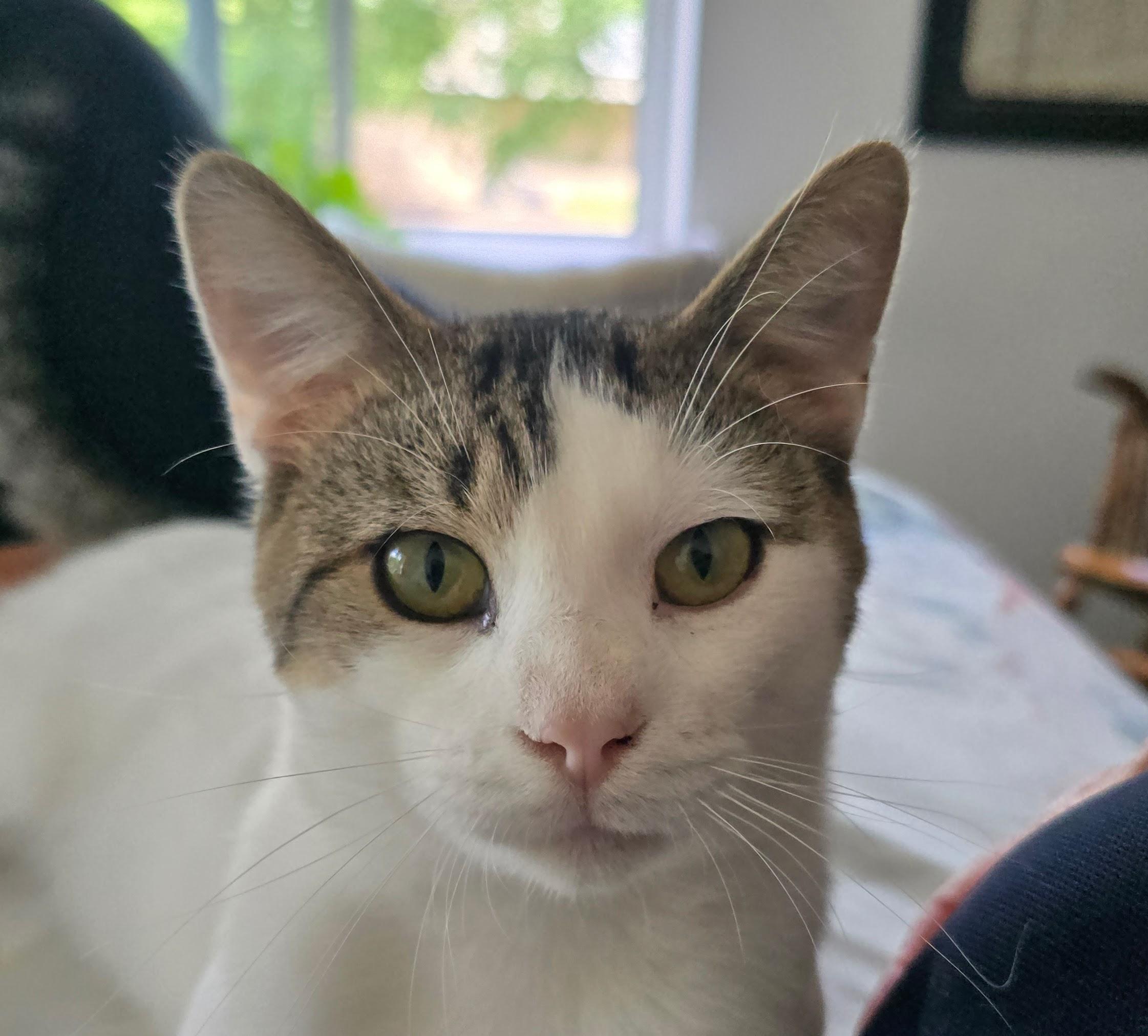 Enlarge THOMAS, a Adoptable Domestic Short Hair in Lake City, MN image 4/6