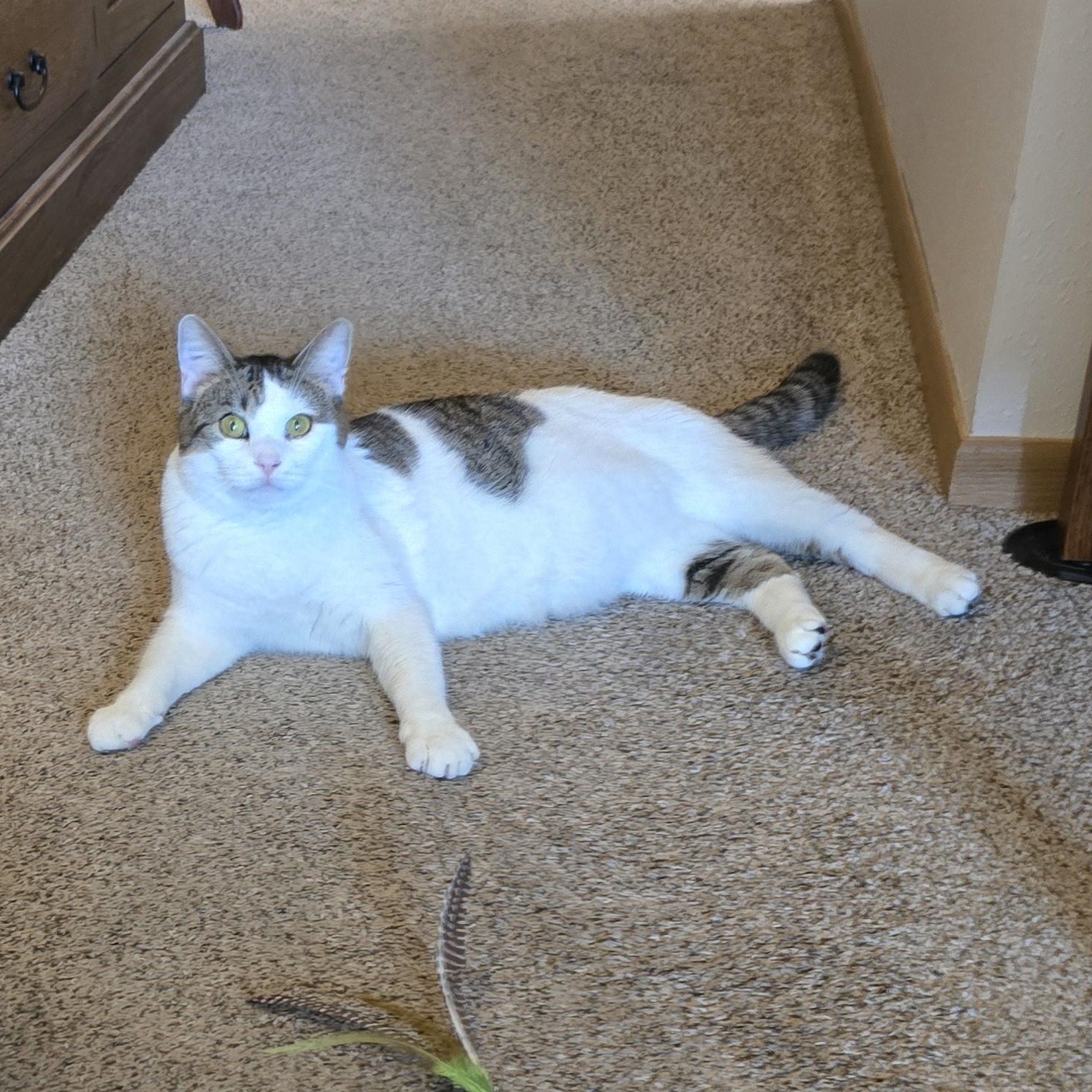 THOMAS, a Adoptable Domestic Short Hair in Lake City, MN image 4/6