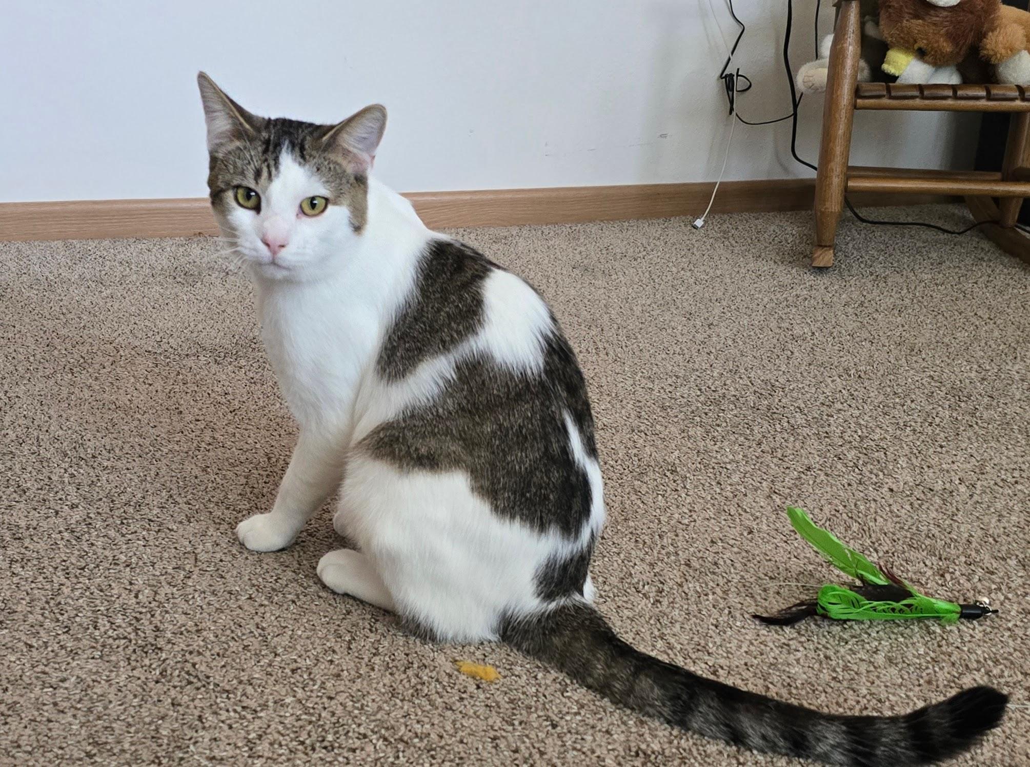 Enlarge THOMAS, a Adoptable Domestic Short Hair in Lake City, MN image 5/6