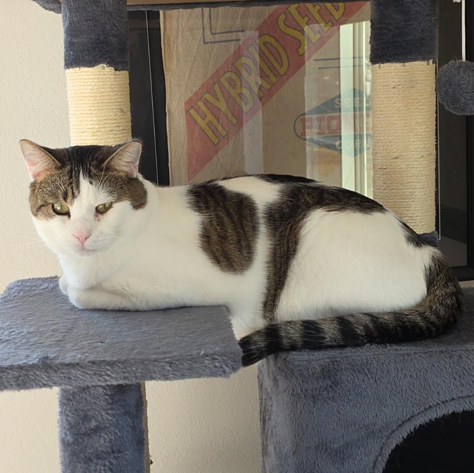 THOMAS, Adoptable, Adult Male Domestic Short Hair.