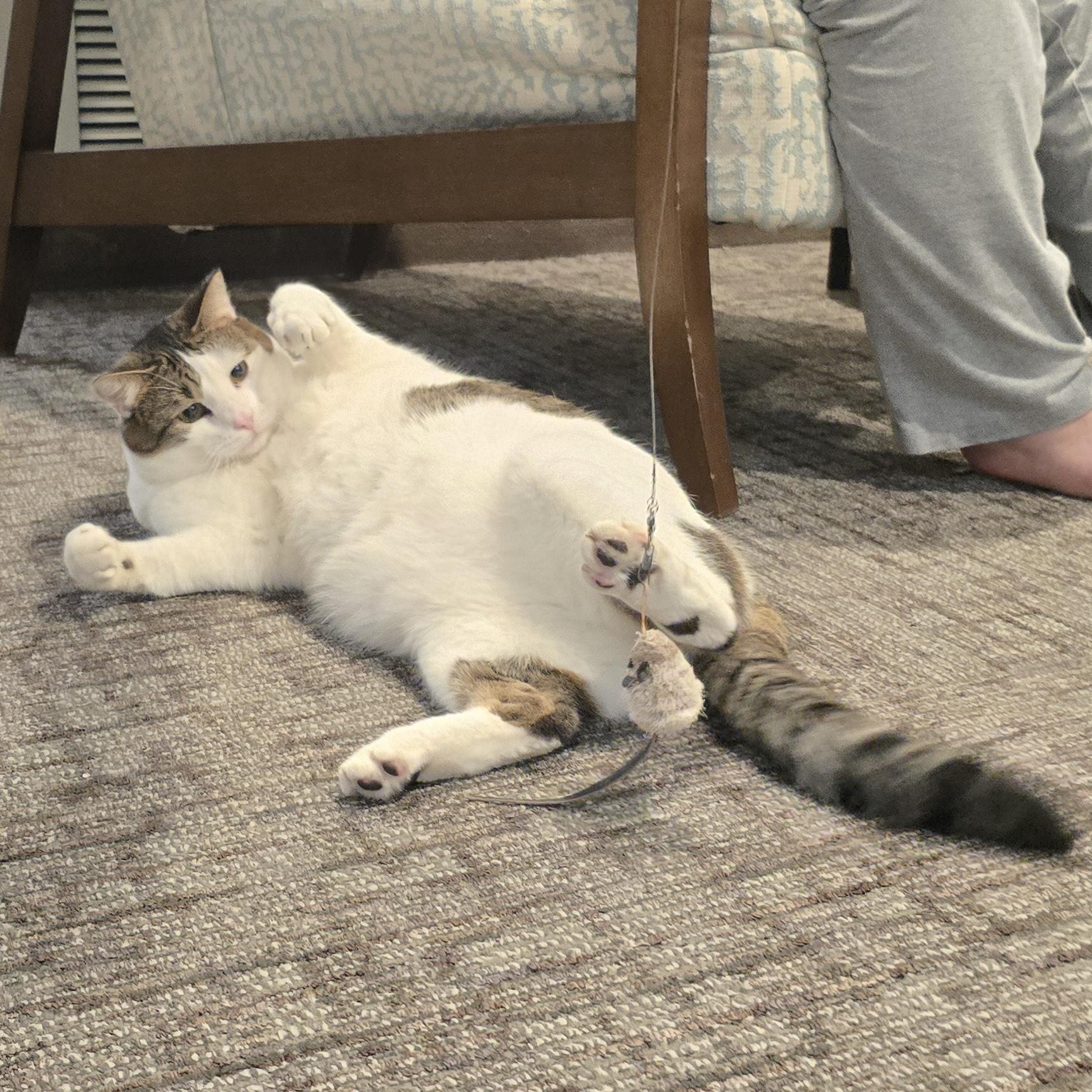 THOMAS, a Adoptable Domestic Short Hair in Lake City, MN image 5/6