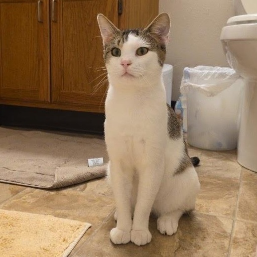 Enlarge THOMAS, a Adoptable Domestic Short Hair in Lake City, MN image 2/6