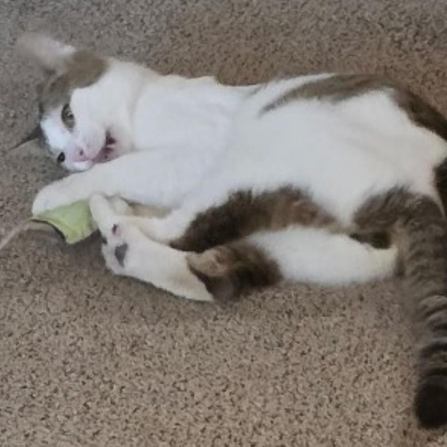 THOMAS, a Adoptable Domestic Short Hair in Lake City, MN image 3/6