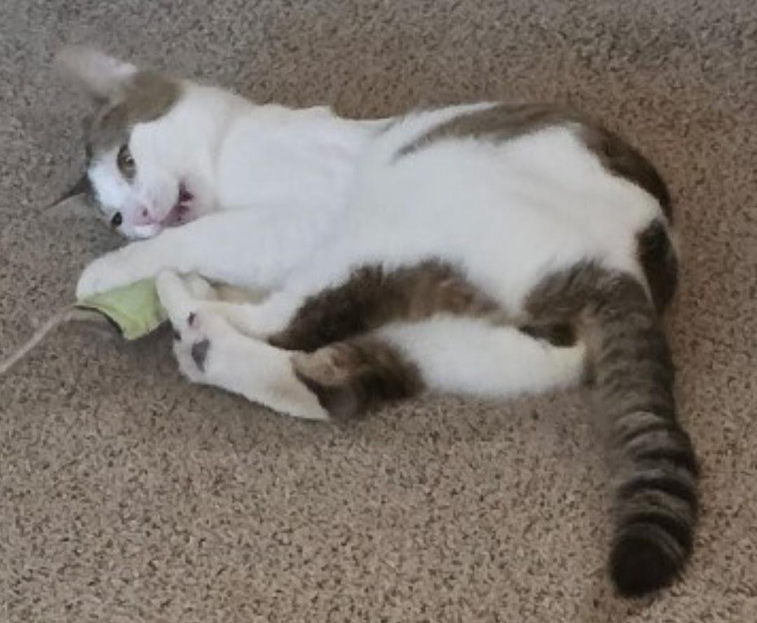 Enlarge THOMAS, a Adoptable Domestic Short Hair in Lake City, MN image 3/6