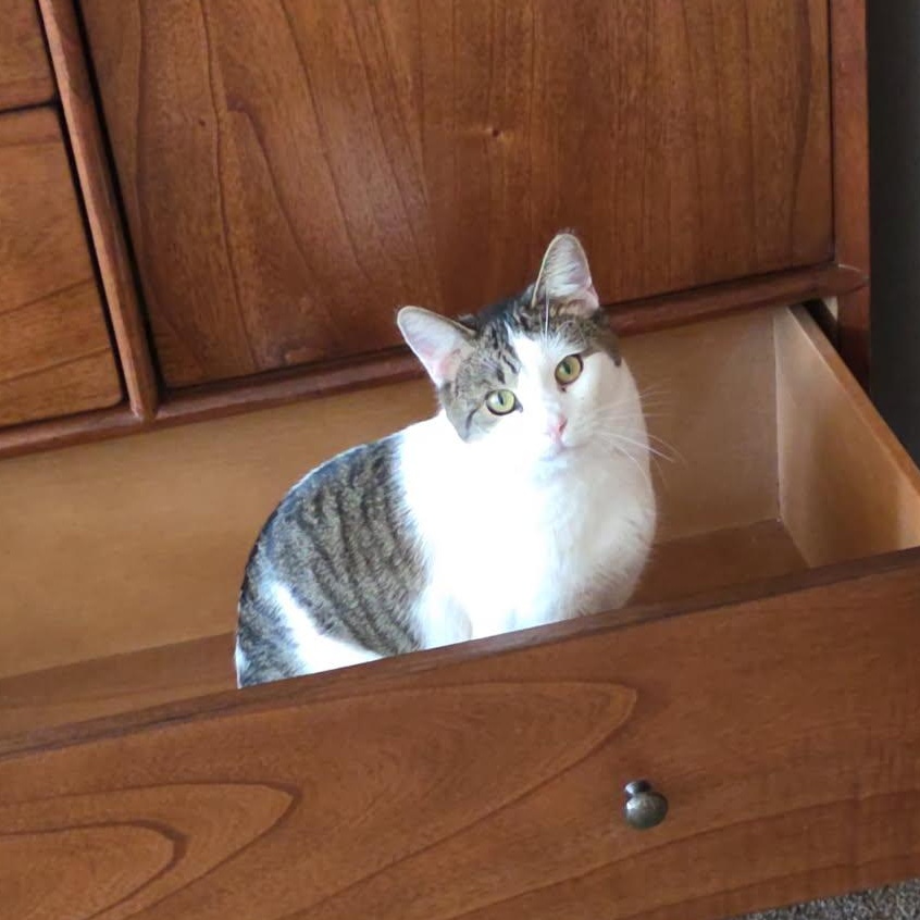 Enlarge THOMAS, a Adoptable Domestic Short Hair in Lake City, MN image 2/6