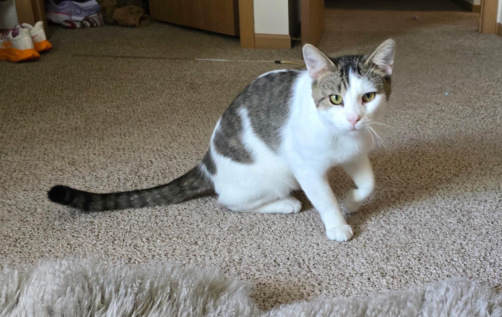 Enlarge THOMAS, a Adoptable Domestic Short Hair in Lake City, MN image 6/6