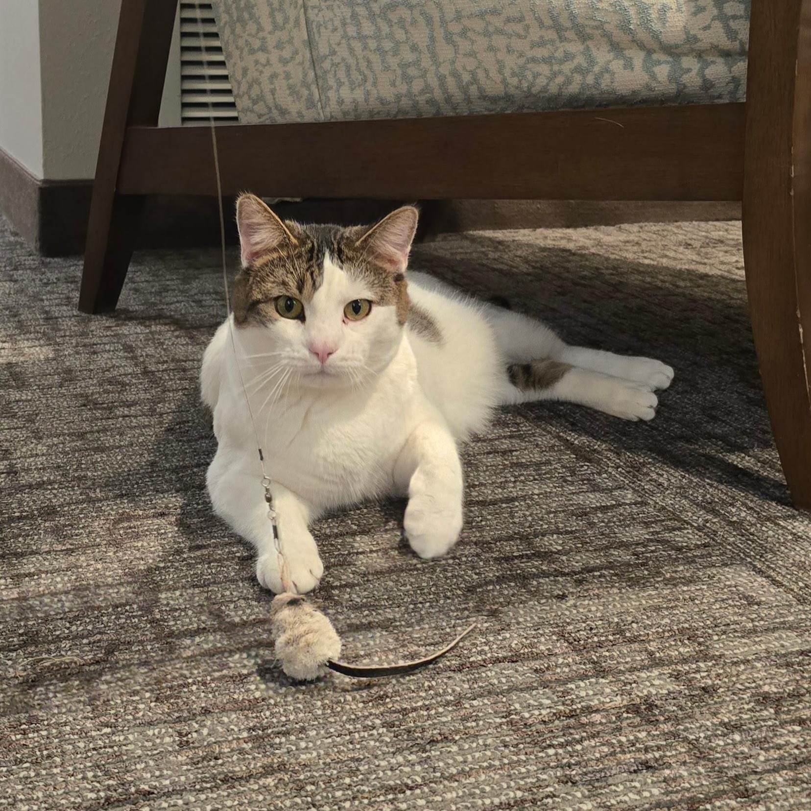 THOMAS, Adoptable, Adult Male Domestic Short Hair.