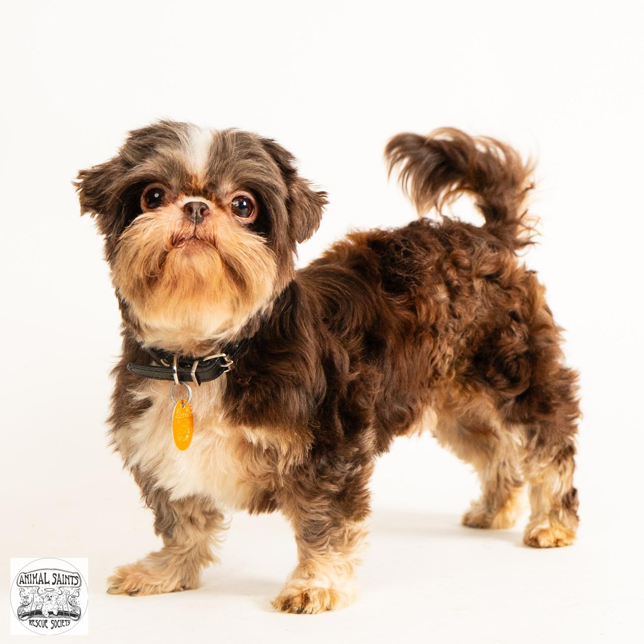Walter, a ADOPTABLE Shih Tzu in Fort Montgomery, NY image 6/6