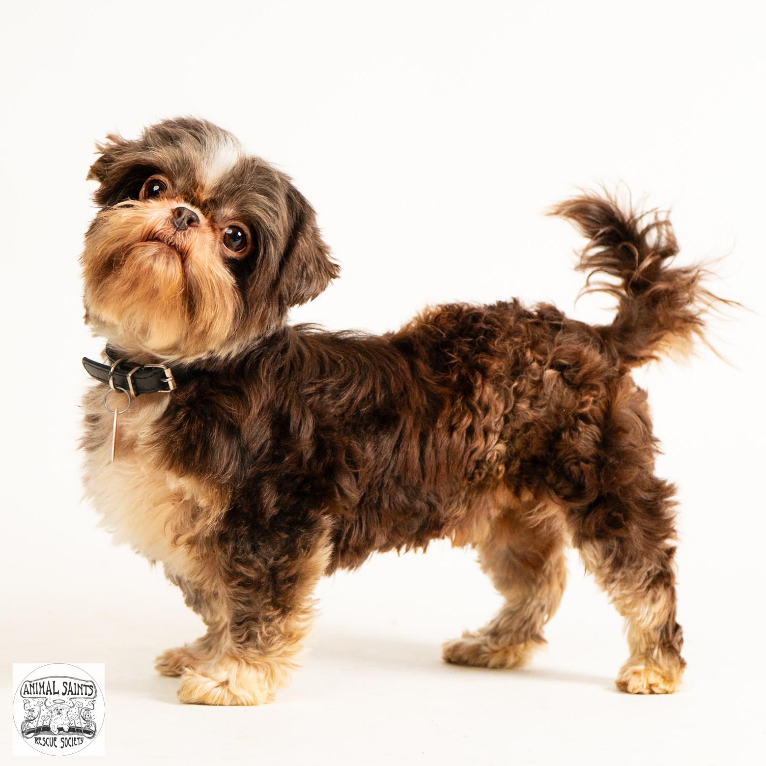 Walter, a ADOPTABLE Shih Tzu in Fort Montgomery, NY image 4/6