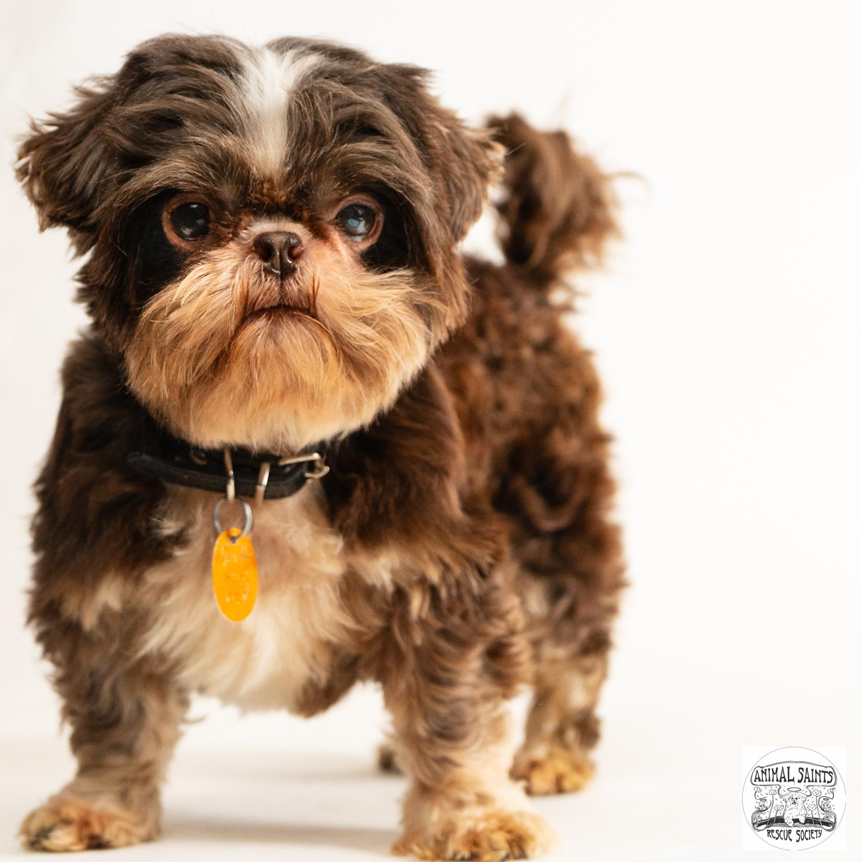 Walter, a ADOPTABLE Shih Tzu in Fort Montgomery, NY image 3/6