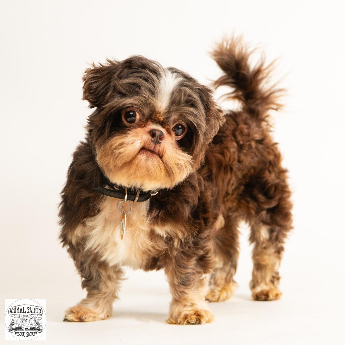 Walter, ADOPTABLE, Adult Male Shih Tzu.